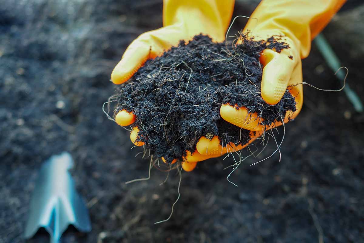 A close up horizontal image of two open palms with yellow gloves holding a handful of garden soil.