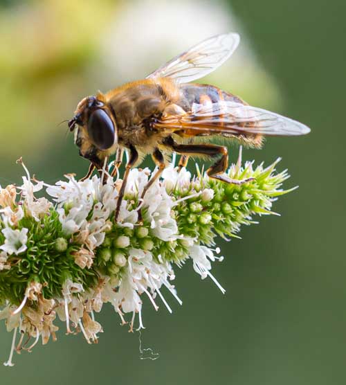 Honey bee on a mint flower.