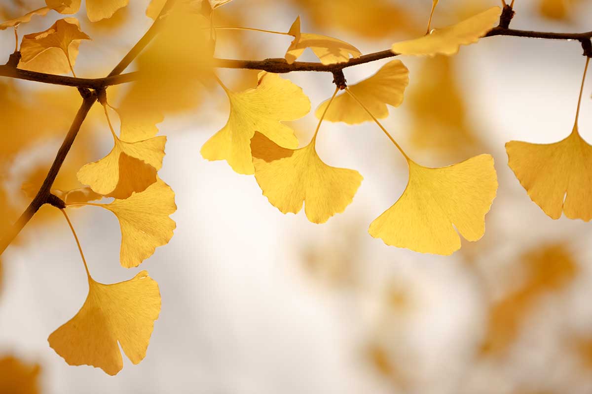 A close up horizontal image of yellow ginkgo leaves in fall, pictured on a soft focus background.