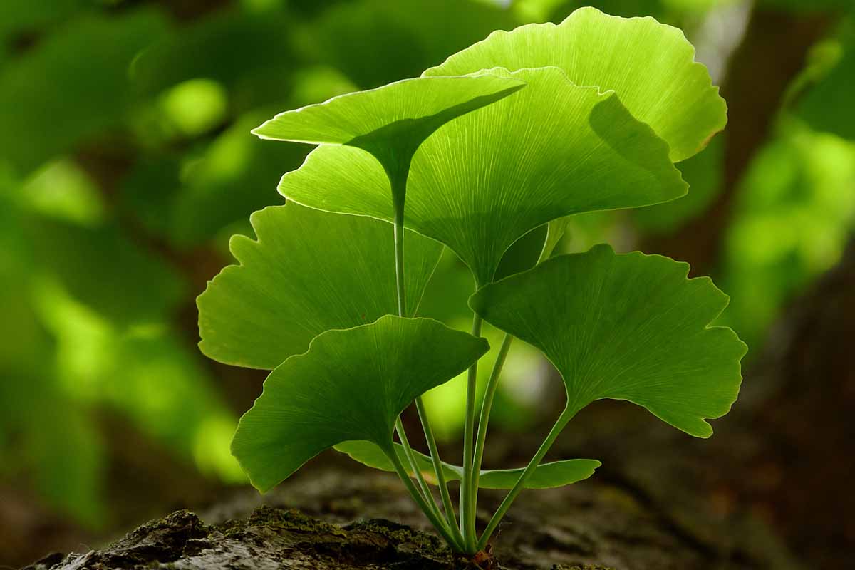 A close up horizontal image of green ginkgo leaves pictured on a soft focus background.