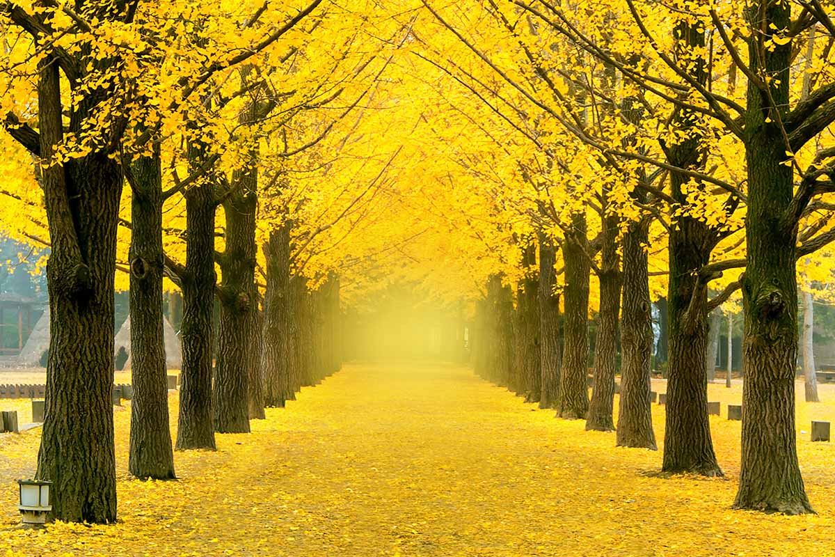 A horizontal image of two rows of ginkgo trees lining a wide pathway in a park, with yellow fall colors.