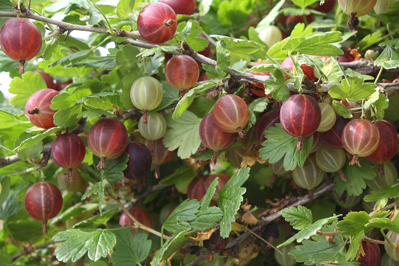 A close up of ripe red gooseberries growing in the garden, surrounded by foliage in light sunshine.