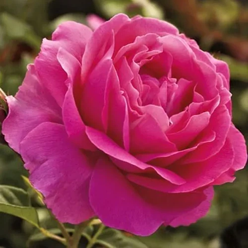 A close up square image of a single 'Grande Dame' rose flower growing in the garden pictured on a soft focus background.
