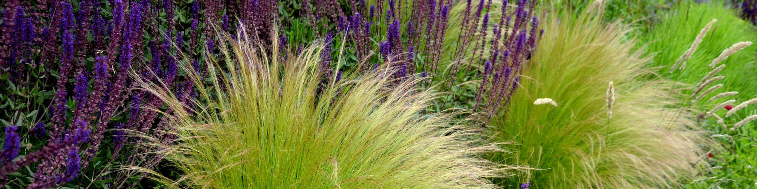 Cultivated ornamental grasses and sedges growing next to flowers.