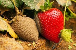 A close up of strawberries growing in the garden, the one on the left is infected by Botrytis and is covered in a gray mold that is spreading to the ripe fruit beside it.