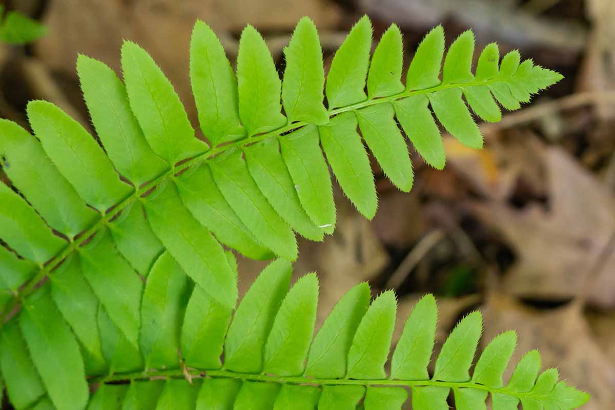 A close up horizontal image of the bright green foliage of Christmas fern (Polystichum acrostichoides) pictured on a soft focus background.