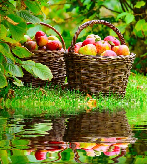 Red and yellow apples in a wicker basket.