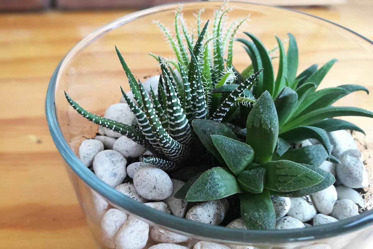 A close up horizontal image of small haworthia succulent plants growing in a glass container surrounded by stones set on a wooden surface.
