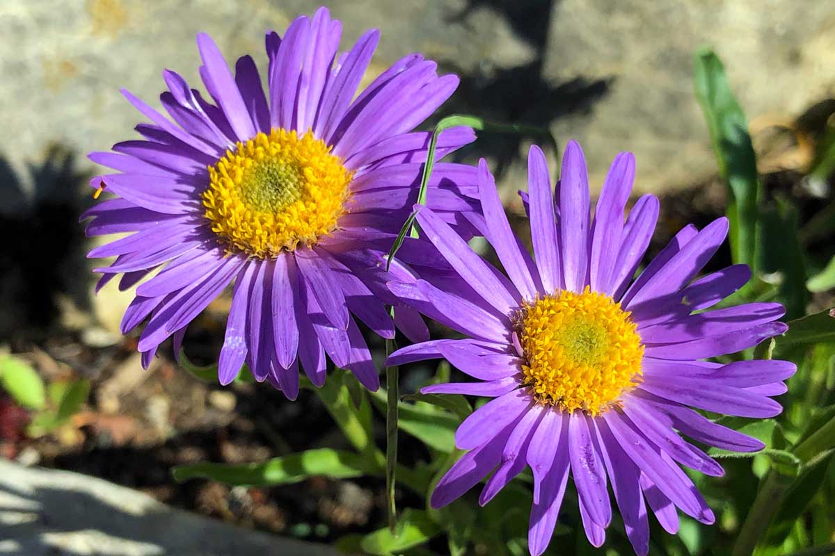 A close up of two purple flowers of the New England aster plant pictured in bright sunshine on a soft focus background.