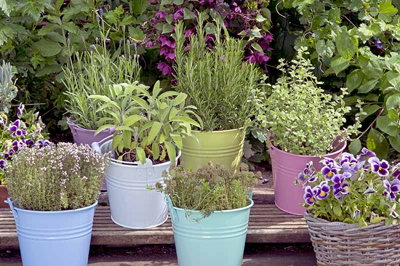 A close up of a variety of different herbs growing in small colorful pots outdoors on a wooden surface.