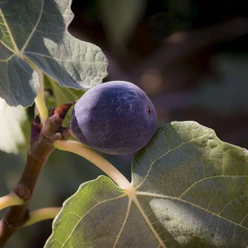 A close up square image of a ripe 'Hardy Chicago' fig ready for harvest.