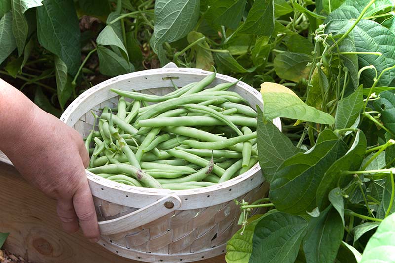 A hand from the frame is holding a basket full of freshly harvested Phaseolus vulgaris, with the plant in the background.
