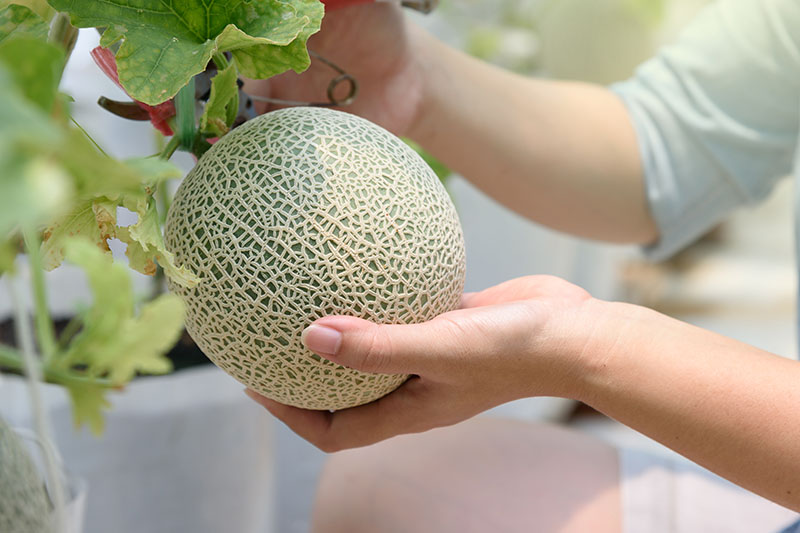 A close up of two hands from the right of the frame grasping a small melon with "netted" rind, just prior to harvest, pictured on a soft focus background.