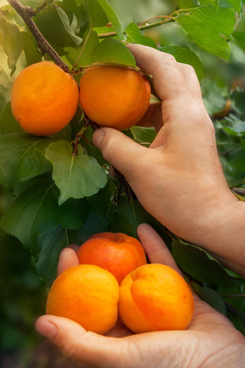 A close up vertical image of a hand from the bottom of the frame picking ripe apricots off the tree.