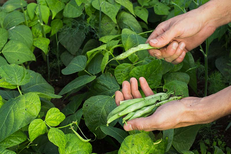 A close up of two hands from the right of the frame harvesting green bush beans with foliage in the background in soft focus.