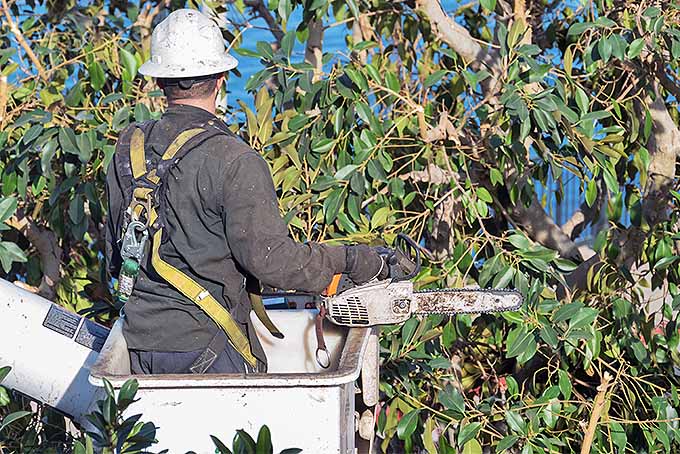 Hire a Certified Arborist to Deal with Dead Branches | GardenersPath.com