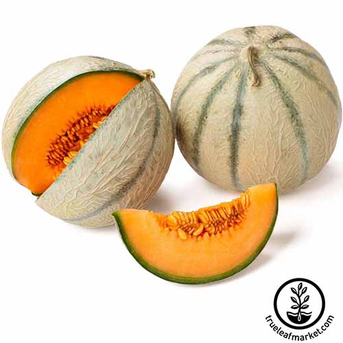 A close up square image of two 'Honey Rock' melons, one whole and one with a slice cut out to reveal the bright orange flesh isolated on a white background. To the bottom right of the frame is a black circular logo with text.
