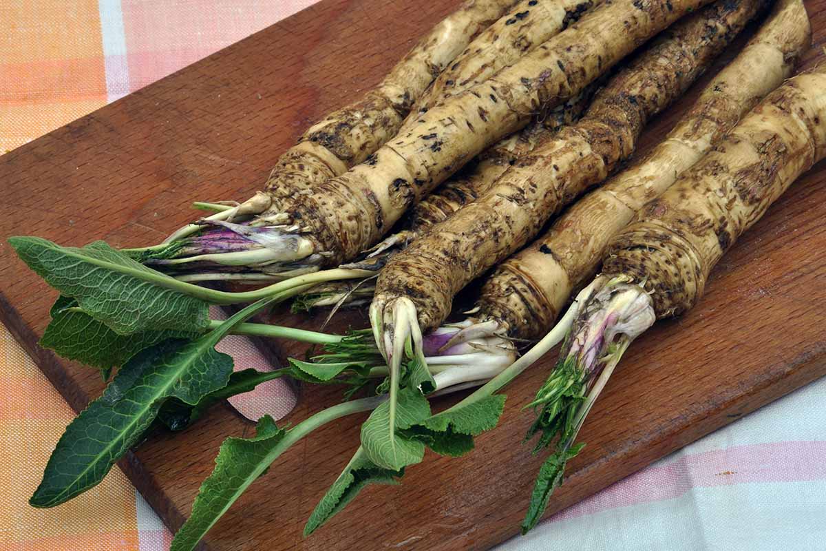 A close up horizontal image of freshly harvested horseradish (Armoracia rusticana) roots set on a wooden surface.
