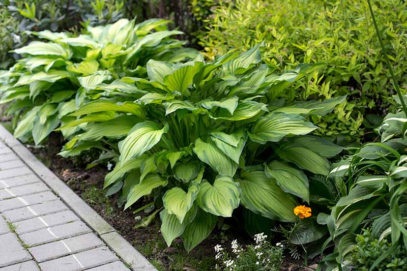 A garden border planted with various cultivars of hosta plants in a shady location surrounded by other plants and foliage in light sunshine fading to soft focus in the background.