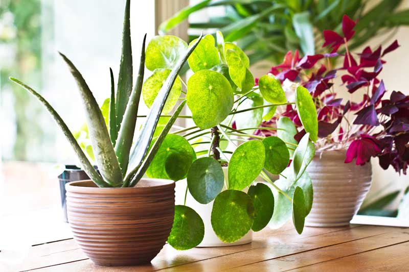 Various houseplants growing in a brightly lit window sill.