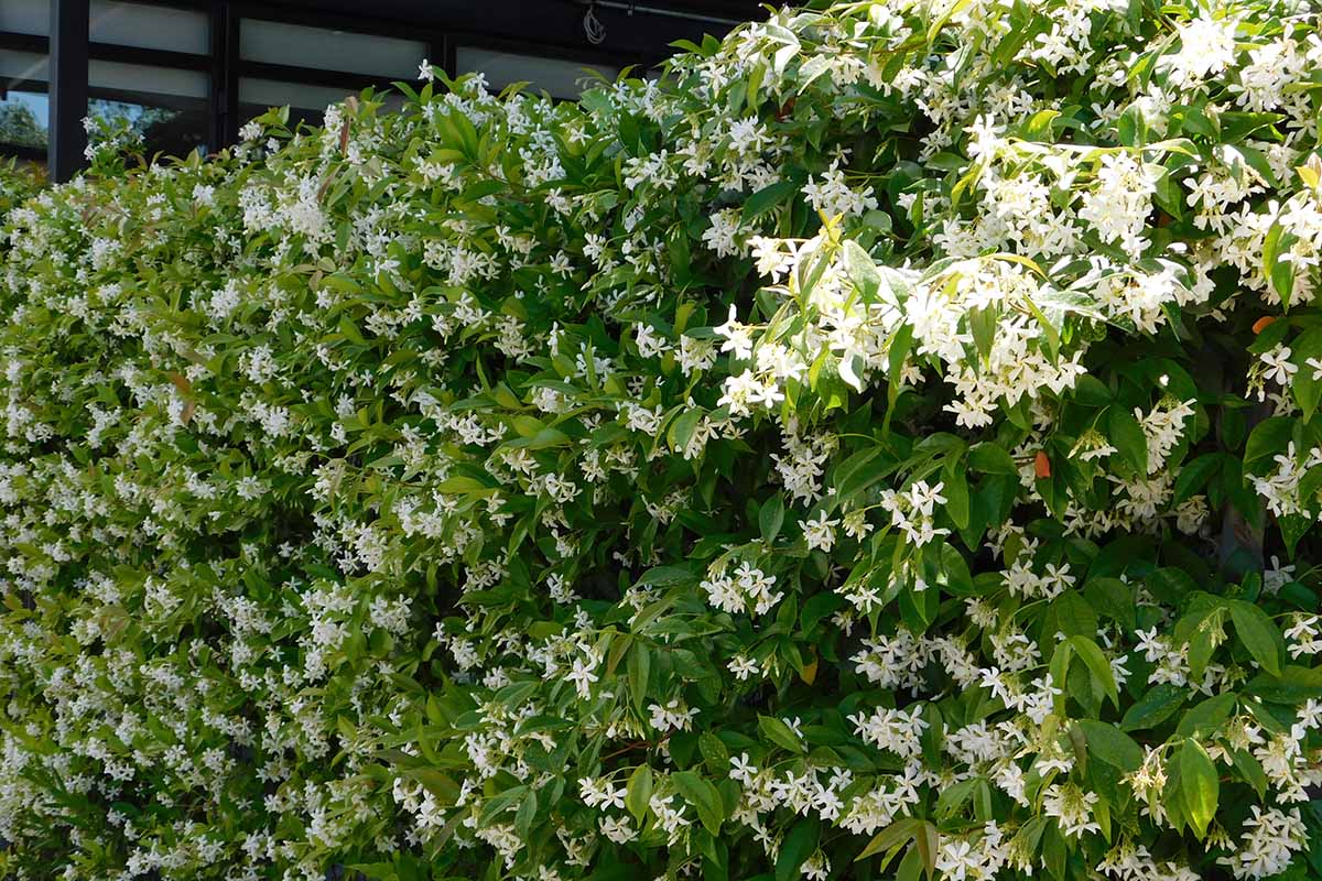 A close up horizontal image of star jasmine (Trachelospermum jasminoides) growing in the garden outside a residence.