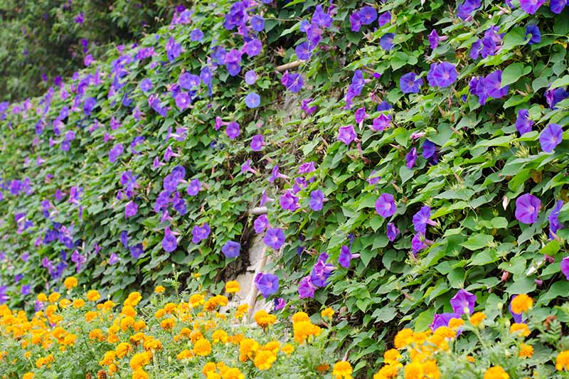 A horizontal image of a large morning glory vine growing on a tall fence with marigolds growing at the bottom.