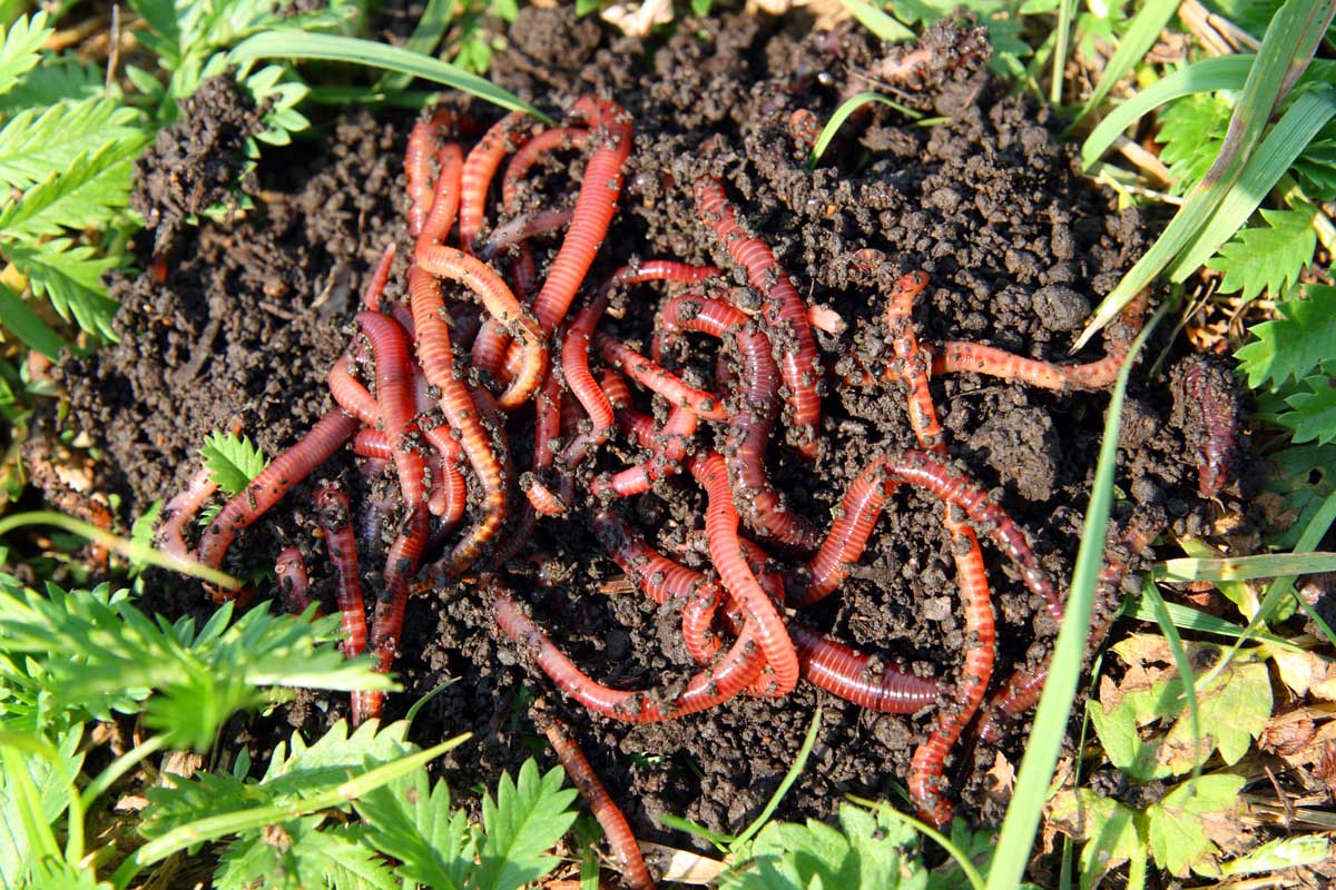 Top-down view of red wriggler worms in a vermiculture compositing bin.