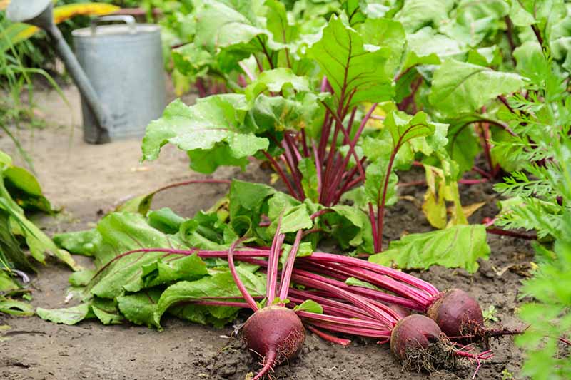 A close up horizontal image of freshly harvested beetroots set on the ground in the garden.