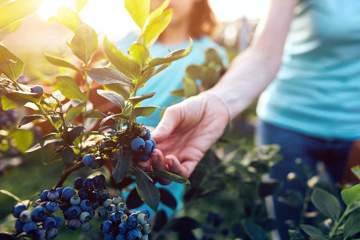 A close up horizontal image of a gardener harvesting blueberries in autumn sunshine.