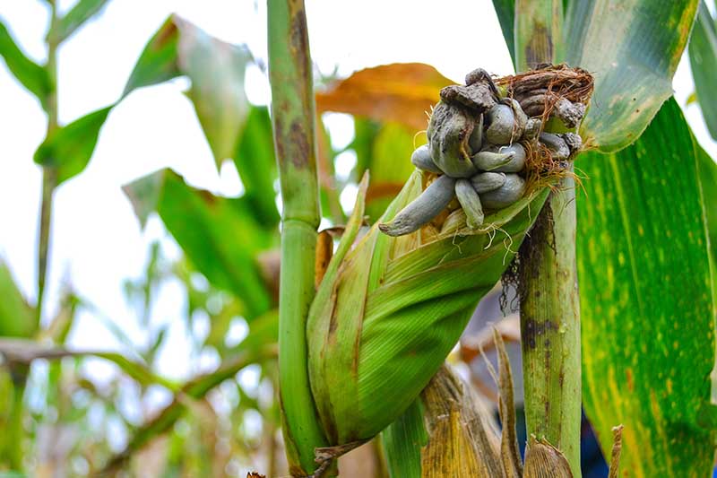A close up horizontal image of an ear of corn growing in the garden that has been infected by a black smut fungus pictured on a soft focus background.