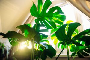 A close up horizontal image of a collection of houseplants by a window with sun streaming in.