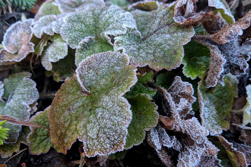 A close up horizontal image of the foliage of a heuchera plant (coral bells) covered in a light dusting of frost.