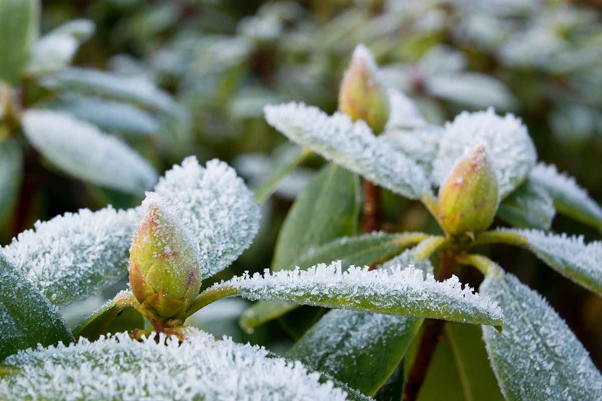 A close up horizontal image of rhododendron plants covered in a light dusting of frost.