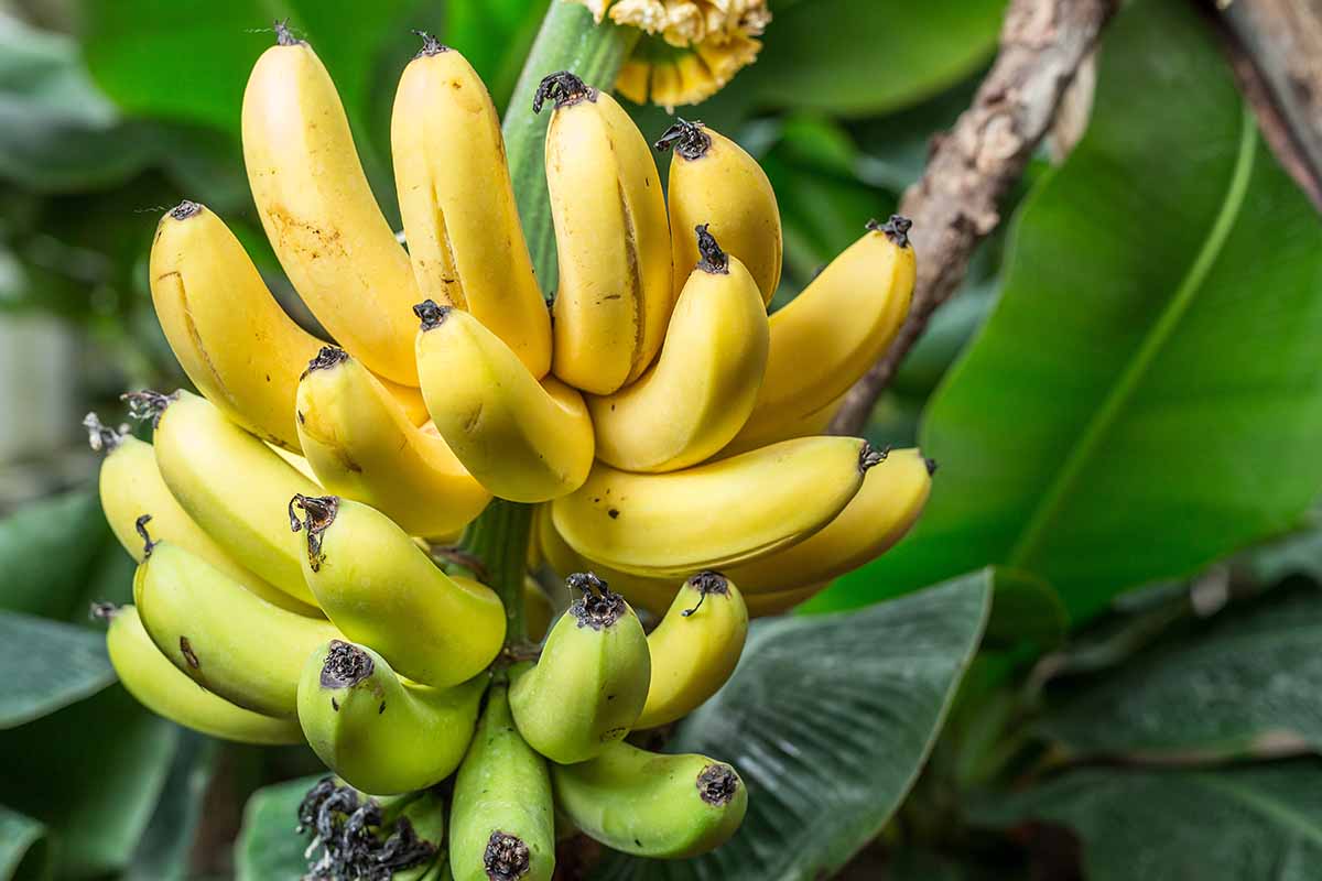 A close up horizontal image of a bunch of bananas ripening on the tree pictured on a soft focus background.