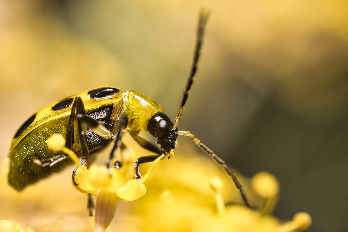 A close up horizontal image of a yellow and black cucumber beetle on a yellow flower pictured on a soft focus background.