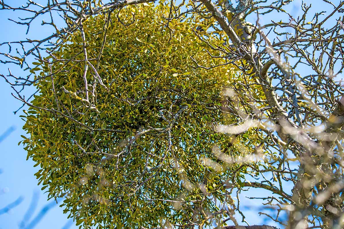 A close up horizontal image of a large clump of parasitic mistletoe growing on a tree branch.