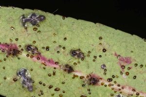 A close up horizontal image of an infestation of lace bugs on the surface of a leaf.