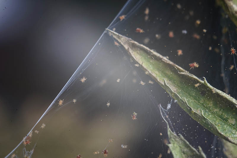 A close up horizontal image of a spider mite colony and its web on the stem of a plant pictured on a soft focus background.