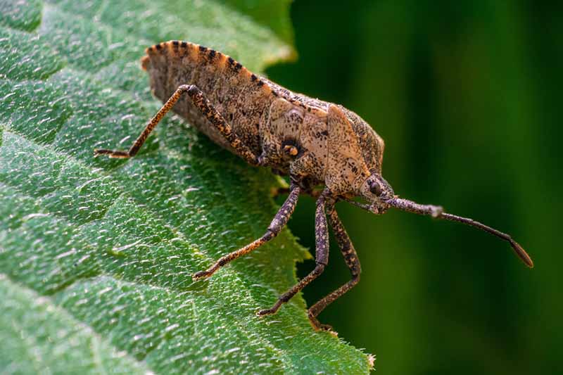 A close up horizontal image of a squash bug (Anasa tristis) on the edge of a leaf pictured on a soft focus background.