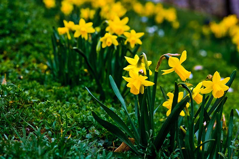A close up horizontal image of bright yellow daffodils growing in a lawn, blooming in the springtime.