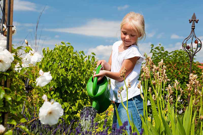 A close up horizontal image of a blonde child holding a green watering can in a flower garden pictured on a blue sky background.