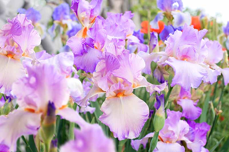 A close up horizontal image of light purple iris flowers growing in the garden.