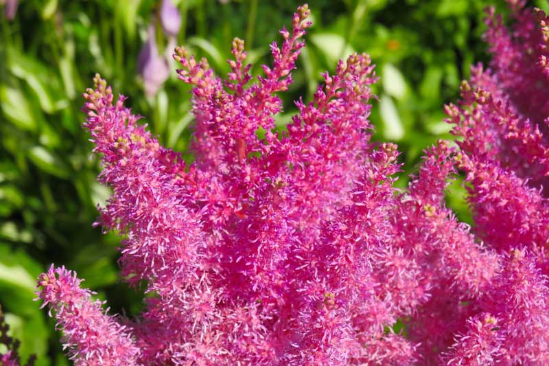 Hot pink Astilbe flowers. Close up.
