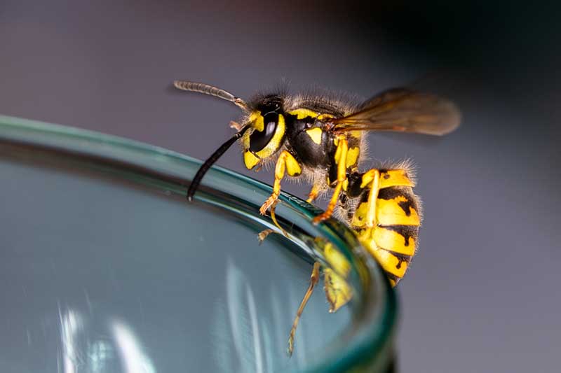 A close up horizontal image of a wasp on the side of a glass pictured on a soft focus background.