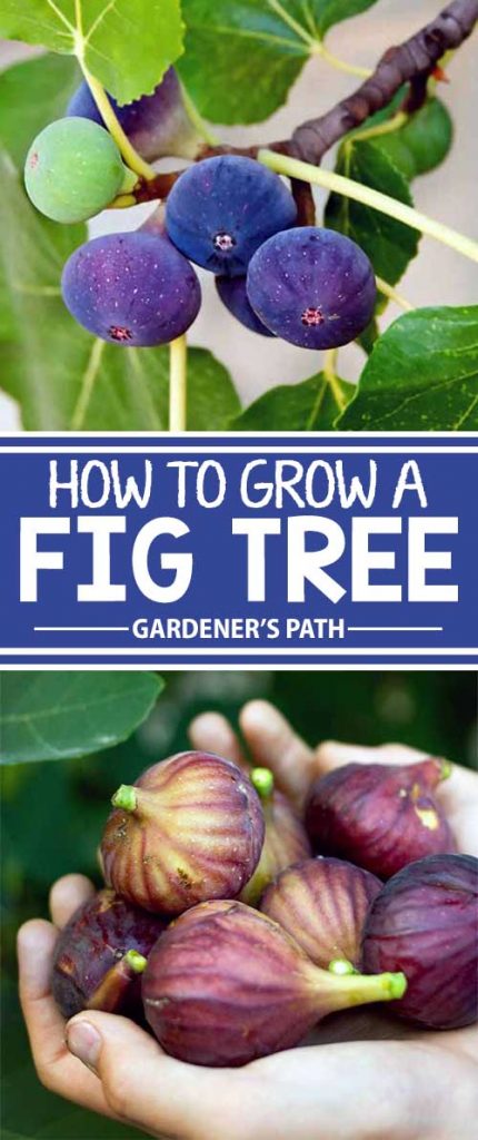 Different photos of fig fruits growing on trees.
