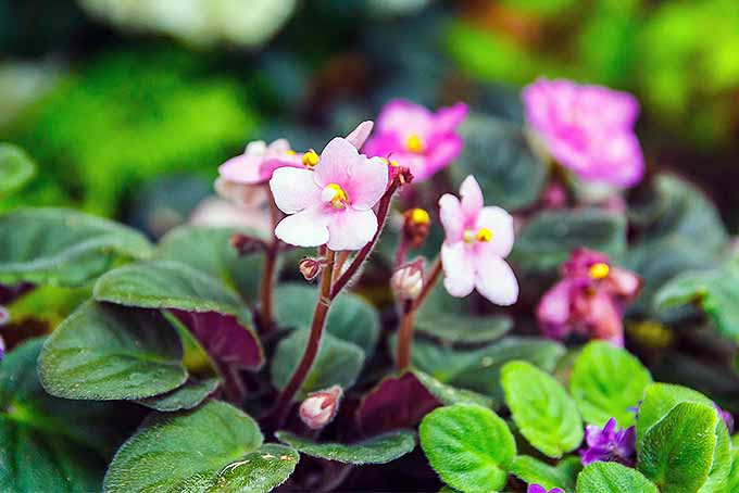 Learn How to Grow African Violets | GardenersPath.com