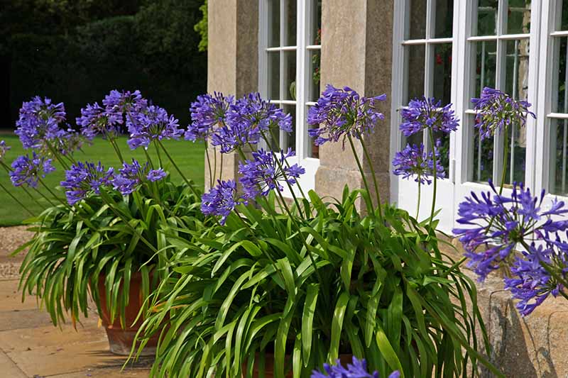 A close up horizontal image of a patio outside a Georgian home with bright blue agapanthus flowers growing in terra cotta containers pictured in bright sunshine.
