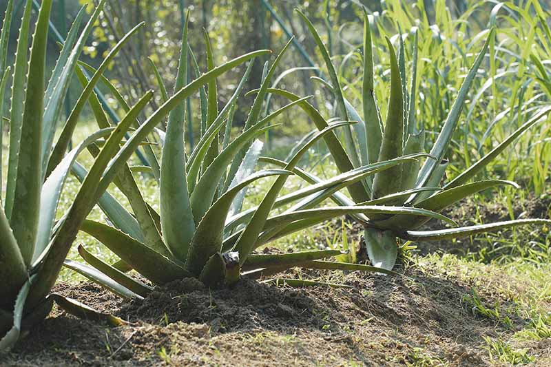 A close up horizontal image of large aloe plants growing in the garden in bright sunshine pictured on a soft focus background.