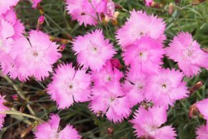 A close up horizontal image of alpine pinks (Dianthus alpinus) growing in the garden.