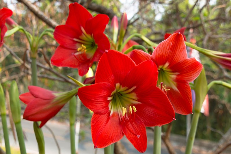 A close up horizontal image of bright red Hippeastrum flowers growing in the garden pictured on a soft focus background.